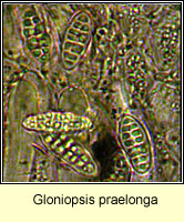 Gloniopsis praelonga