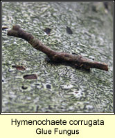 Hymenochaete corrugata, Glue Fungus