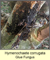 Hymenochaete corrugata, Glue Fungus