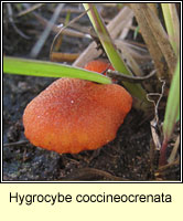 Hygrocybe coccineocrenata