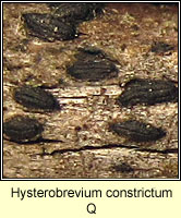 Hysterobrevium constrictum Q