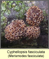 Cyphellopsis fasciculata