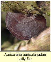 Auricularia auricula-judae, Jelly Ear