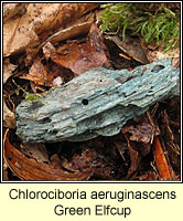 Chlorociboria aeruginascens, Green Elfcup