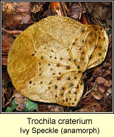 Trochila craterium, Ivy Speckle, anamorphic stage