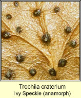 Trochila craterium, Ivy Speckle, anamorphic stage