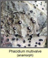 Phacidium multivalve