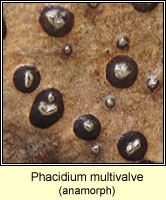 Phacidium multivalve