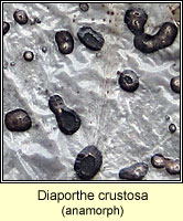 Phomopsis crustosa, Diaporthe crustosa