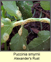 Puccinia smyrnii, Alexander's Rust