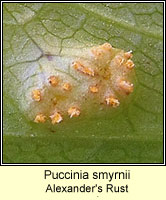 Puccinia smyrnii, Alexander's Rust