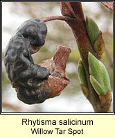 Rhytisma salicinum, Willow Tar Spot