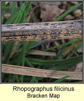 Rhopographus filicinus, Bracken Map