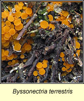 Byssonectria fusispora