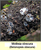 Mollisia obscura, Belonopsis obscura