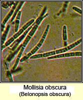 Mollisia obscura, Belonopsis obscura