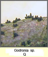 Godronia Q
