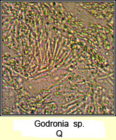 Godronia Q