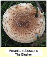Amanita rubescens, The Blusher