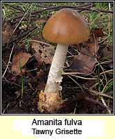 Amanita fulva, Tawny Grisette