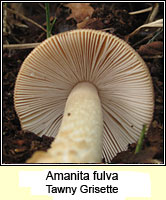 Amanita fulva, Tawny Grisette
