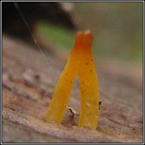 Small Stagshorn, Calocera cornea