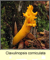 Clavulinopsis corniculata, Meadow Coral