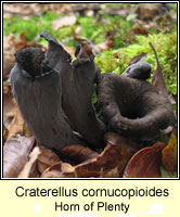 Craterellus cornucopioides, Horn of Plenty