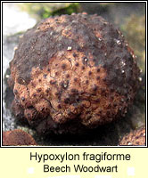 Hypoxylon fragiforme, Beech woodwart