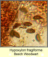 Hypoxylon fragiforme, Beech woodwart