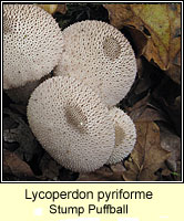 Lycoperdon pyriforme, Stump Puffball