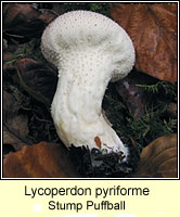 Lycoperdon pyriforme, Stump Puffball