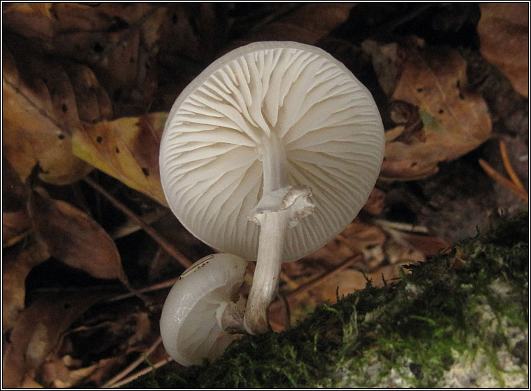 Porcelain Fungus, Oudemansiella mucida
