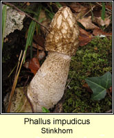 Phallus impudicus, Stinkhorn