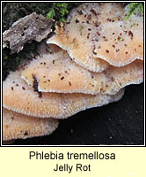 Phlebia tremellosa, Jelly Rot