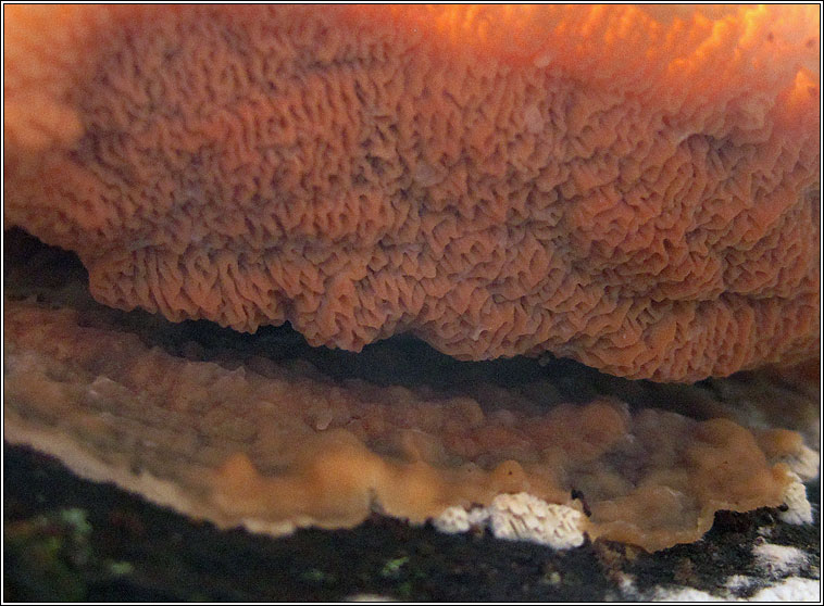 Jelly Rot, Phlebia tremellosa