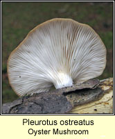Pleurotus ostreatus, Oyster Mushroom