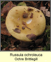 Russula ochroleuca, Ochre Brittlegill