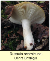 Russula ochroleuca, Ochre Brittlegill