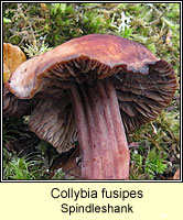 Collybia fusipes, Spindleshank
