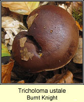 Tricholoma ustale, Burnt Knight