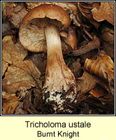 Tricholoma ustale, Burnt Knight