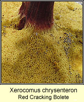 Xerocomus chrysenteron, Red Cracking Bolete