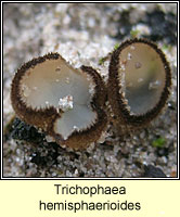 Trichophaea hemisphaerioides