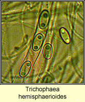 Trichophaea hemisphaerioides