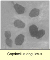 Coprinellus angulatus