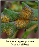Puccinia lagenophorae, Groundsel Rust