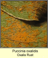 Puccinia oxalidis, Oxalis Rust
