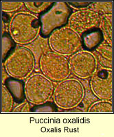 Puccinia oxalidis, Oxalis Rust