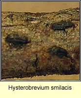 Hysterobrevium smilacis